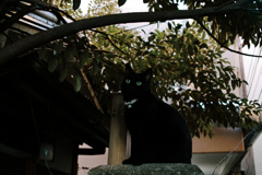 猫撮り散歩1550