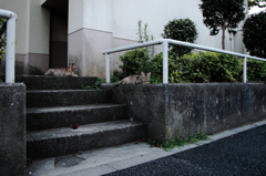 猫撮り散歩682