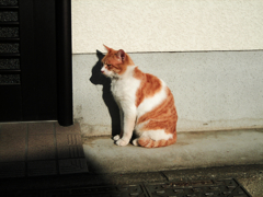 猫撮り散歩475