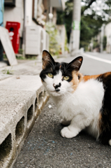 猫撮り散歩624
