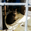 猫撮り散歩2412