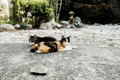 猫撮り散歩2004