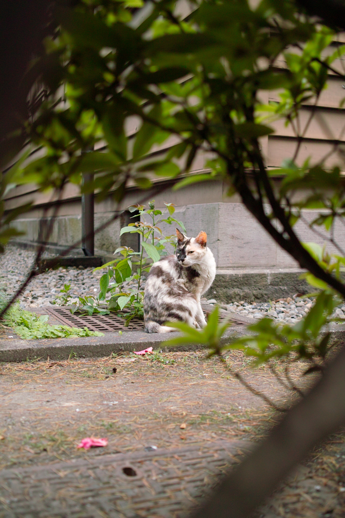 猫撮り散歩264