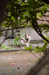 猫撮り散歩264