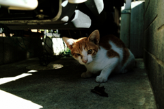 猫撮り散歩940