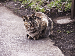 猫撮り散歩279