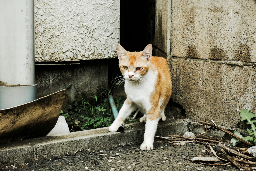 猫撮り散歩1993