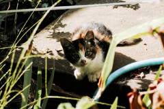 猫撮り散歩1342