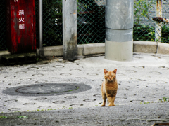 猫撮り散歩1762