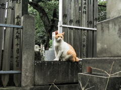 猫撮り散歩1987