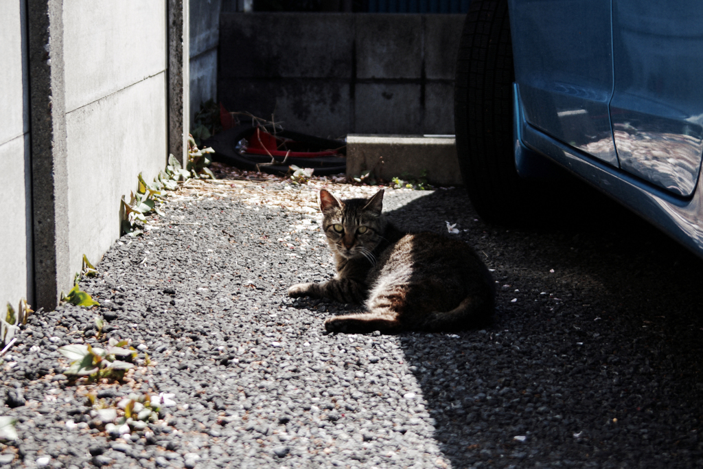 猫撮り散歩1857