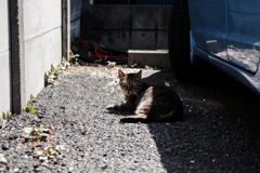 猫撮り散歩1857