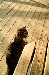 猫撮り散歩604