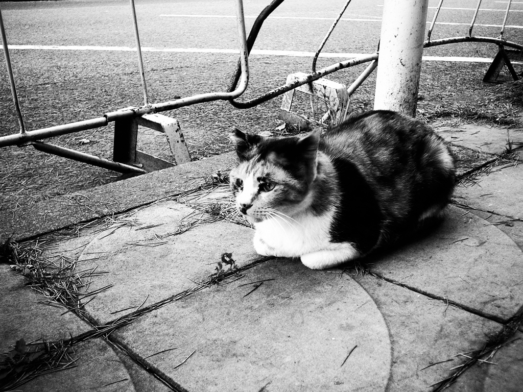 猫撮り散歩406