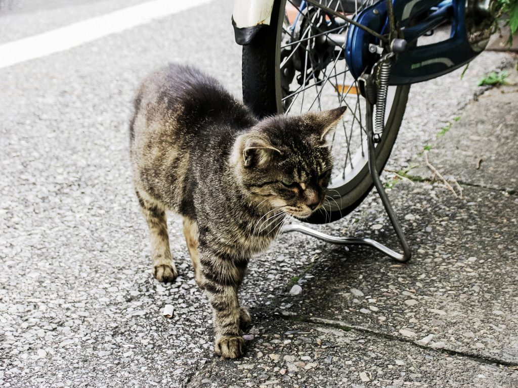 猫撮り散歩1929