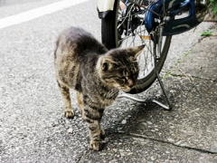 猫撮り散歩1929