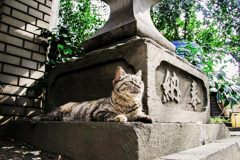 猫撮り散歩2075
