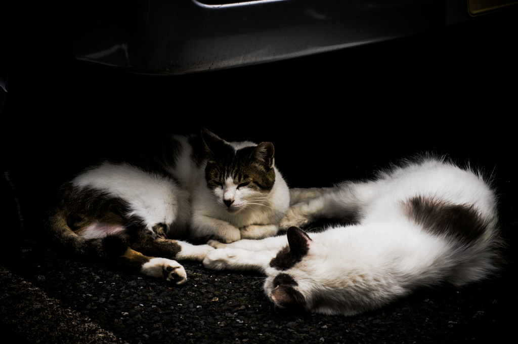 猫撮り散歩768