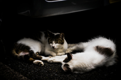 猫撮り散歩768