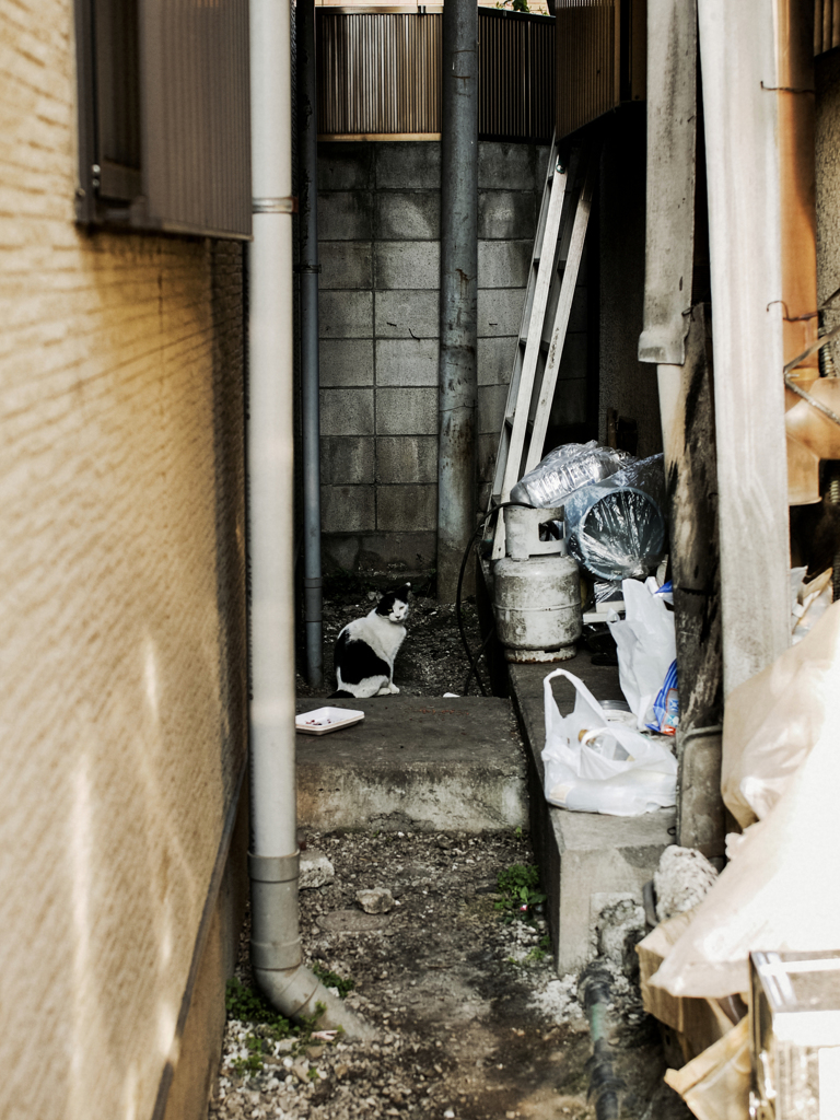 猫撮り散歩2065