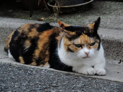 猫撮り散歩334