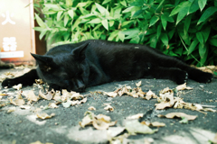 猫撮り散歩1739