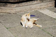 猫撮り散歩907