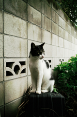 猫撮り散歩1072
