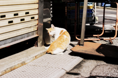 猫撮り散歩1067