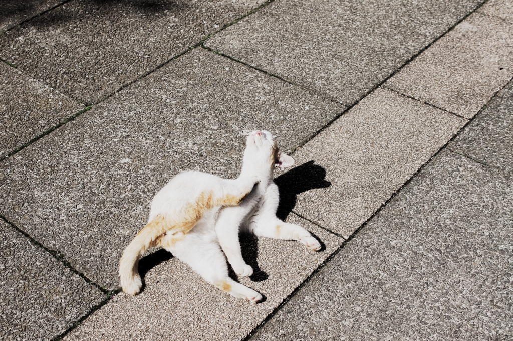 猫撮り散歩1029
