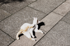 猫撮り散歩1029