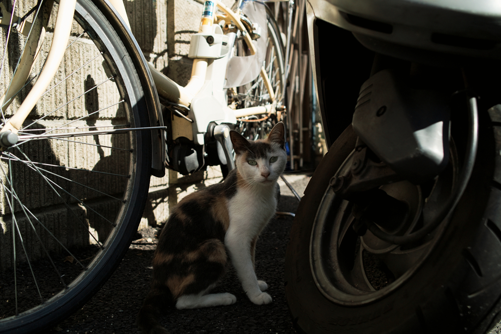 猫撮り散歩747