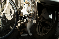 猫撮り散歩747