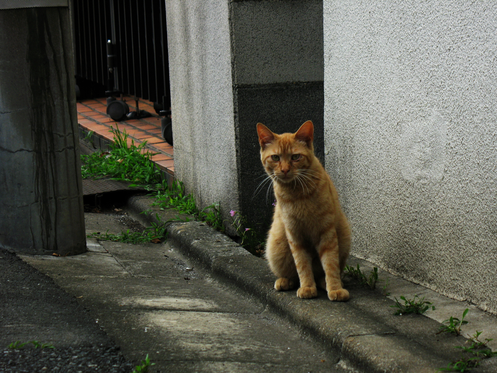猫撮り散歩196
