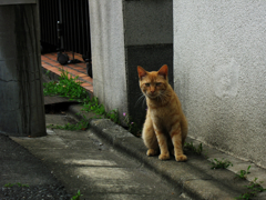 猫撮り散歩196