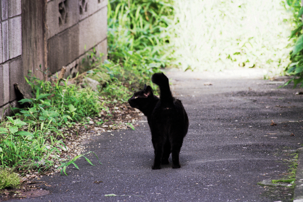 猫撮り散歩622