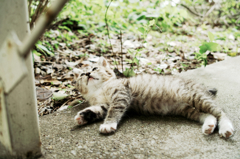 猫撮り散歩922