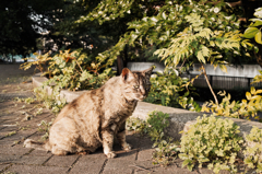 猫撮り散歩534