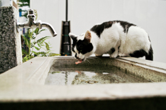 猫撮り散歩1603