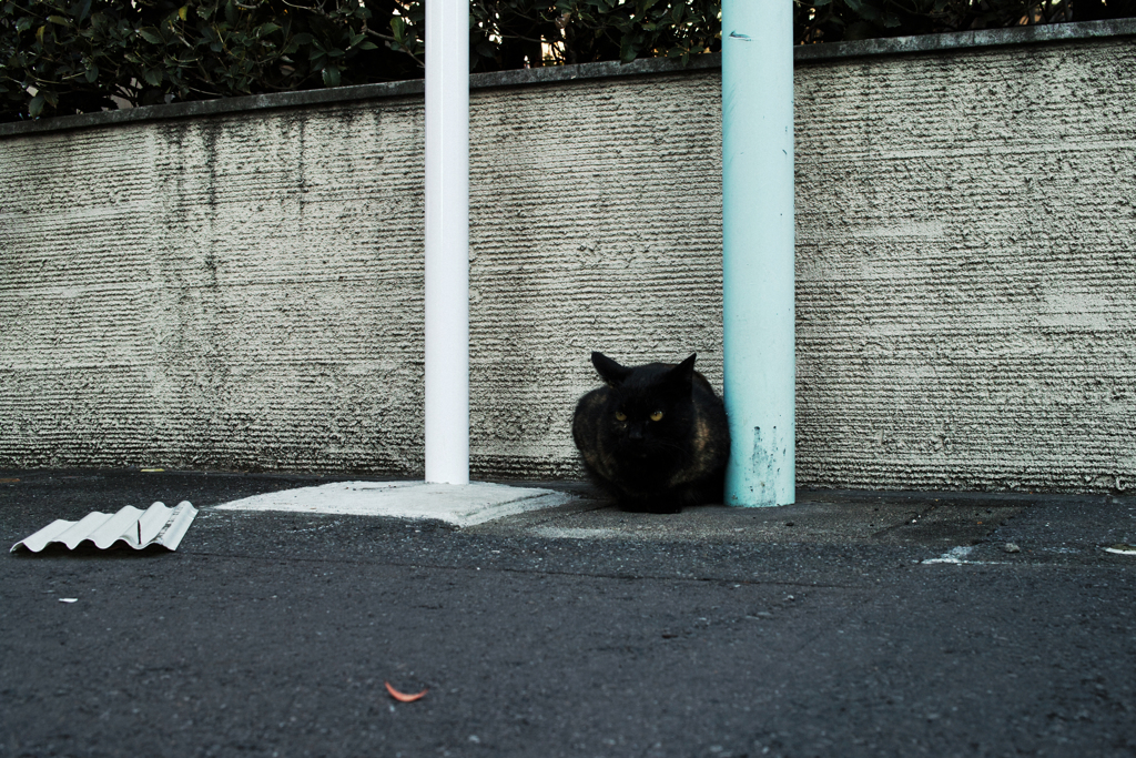 猫撮り散歩1534