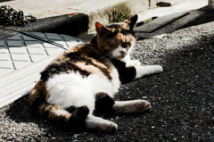 猫撮り散歩961