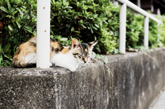 猫撮り散歩1109