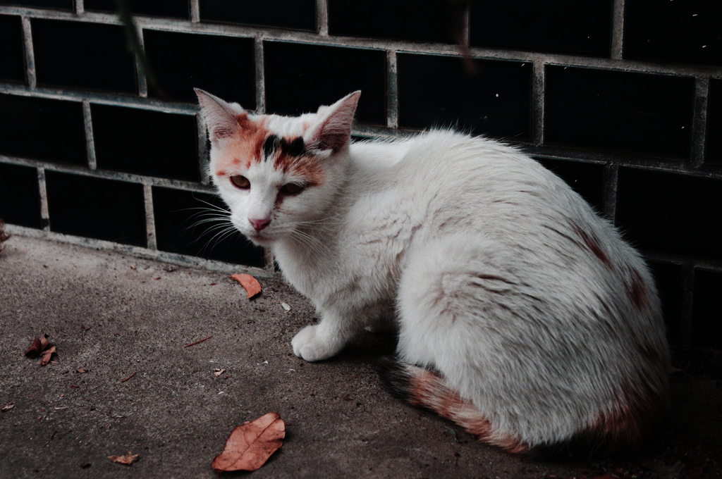 猫撮り散歩296