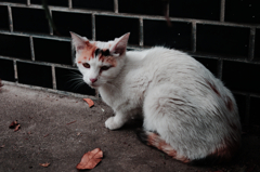 猫撮り散歩296