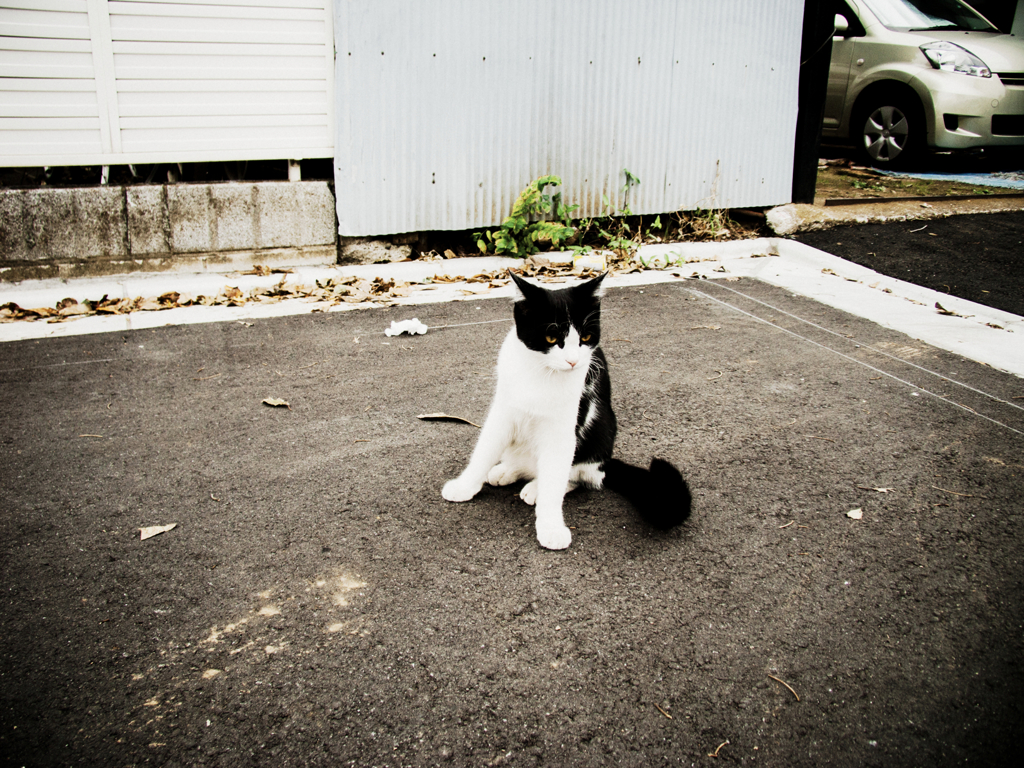 猫撮り散歩1229