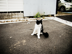 猫撮り散歩1229