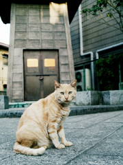 猫撮り散歩2003