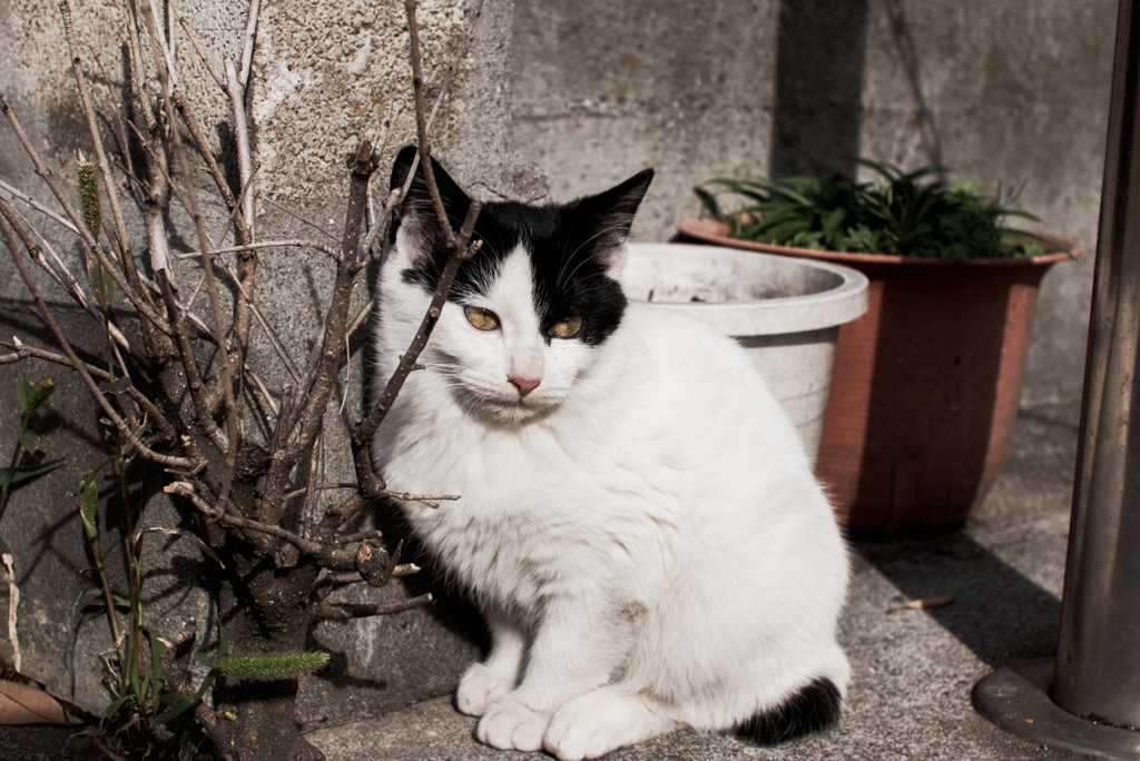 猫撮り散歩2250