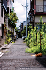 猫撮り散歩407