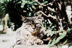 猫撮り散歩1172